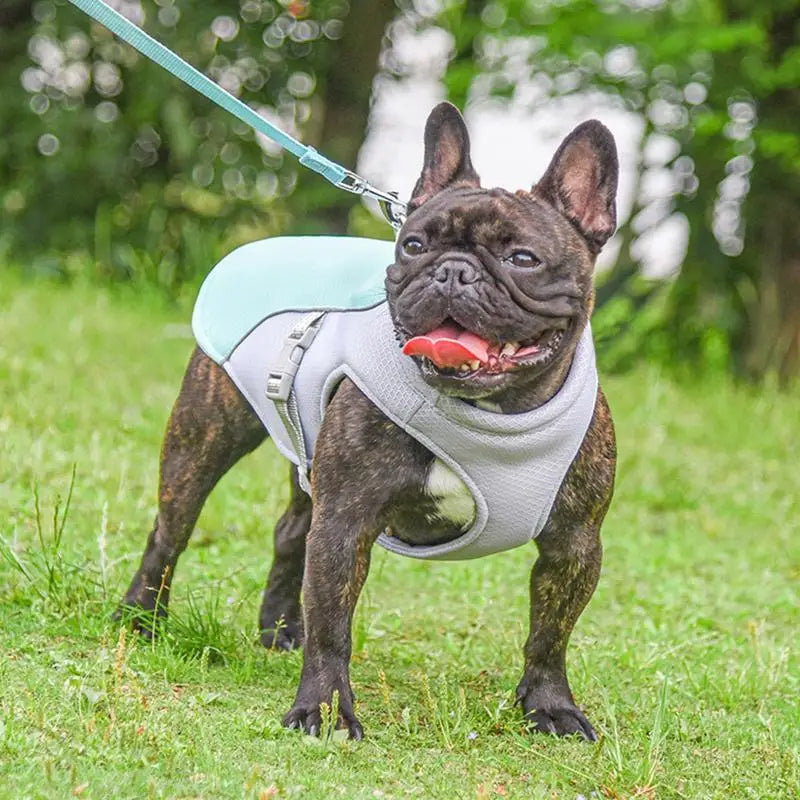 Dog Cooling Vest for Outdoor Use